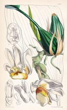 Stanhopea Ecornuta Amérique