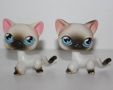 Petshop Chat Européen siamois