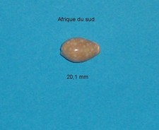 Cypraea    Citrina   South