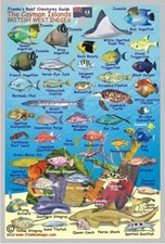 CAYMAN ISLANDS REEF CREATURES