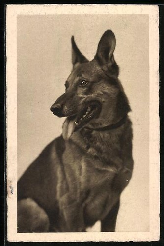 Carte postale berger allemand - berger,