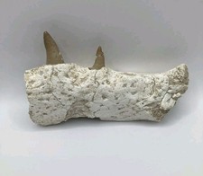 Rare fossile de mâchoire de