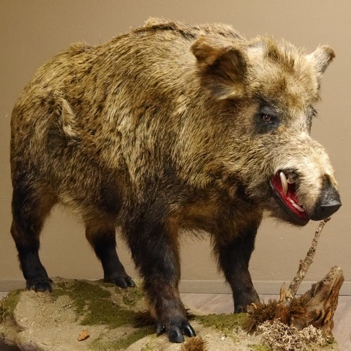 Sanglier européen - sanglier,