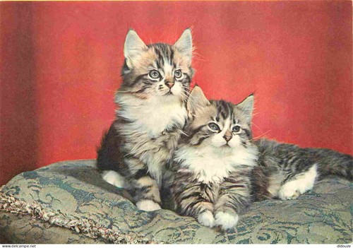 maine coon chaton