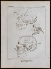 1825 - Crâne humain de profil - Gravure ancienne - Anatomie & Squelettologie
