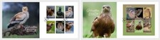 Gibraltar 2024 bird prey Eagle Vulture Scops Owl Black Kite Kestrel 6v +ms6v FDC