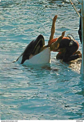 Carte postale animaux - -,