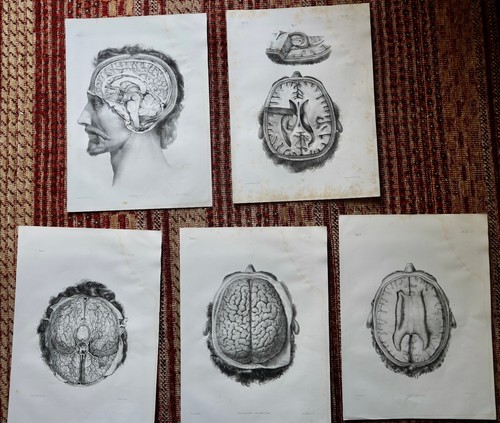 Anatomie medecine bourgery - medecine,