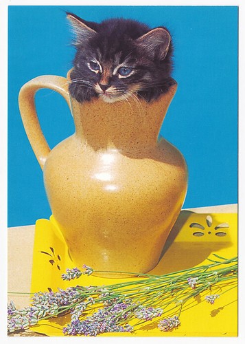 Chat chaton carte - chat,