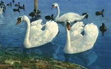 Carte postale ancienne fantaisie cygnes du lac Léman 1970