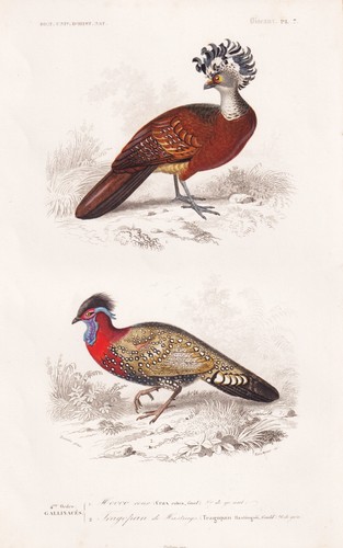 tragopan