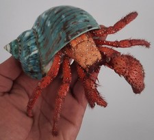  taxidermie : Énorme Bernard