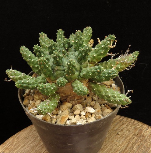 Euphorbia gamkaensis caudex - euphorbia,