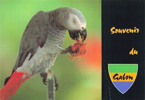 Gabon libre perroquet - gabon,