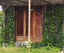 IPOMEE -  50 GRAINES DE FLEURS GRIMPANTES