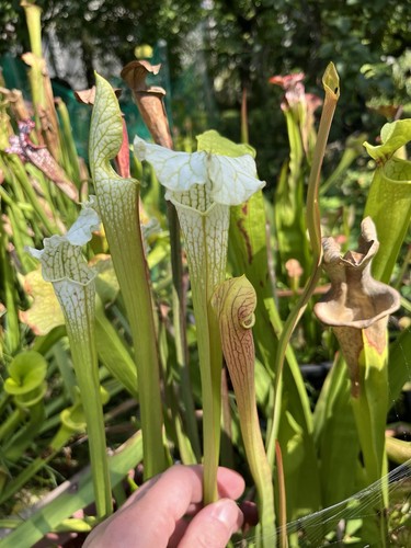 Graines sarracenia - de,