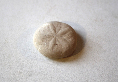 Oursin fossile sismondia - fossile,