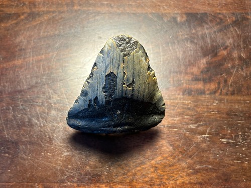 Grande dent megalodon fossile - grande,
