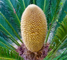 Cycas revoluta seeds graines - cycas,