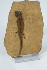Salamandre fossile Apateon Pedestris Permien Palatinat Rhenan Allemagne n1