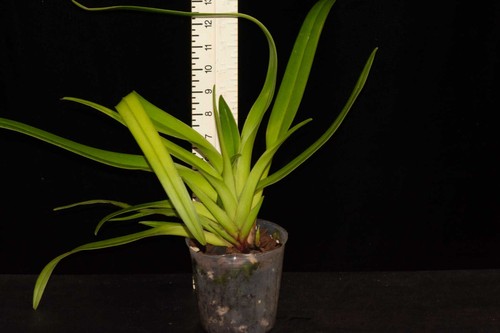 Phragmipedium fire cascade x - cascade,