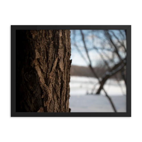 Framed poster tree - of, macro