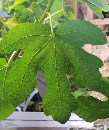 Ficus carica violet de - ficus,