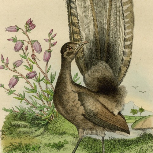 Décoration oiseau menure - oiseau,