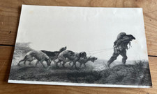 gravure ancienne chien N4