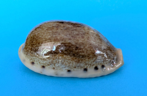 Cypraea caurica elongata 8 - cypraea, 61,8
