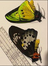 Ornithoptera Goliath Procus