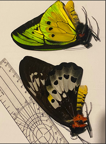 Ornithoptera goliath procus - ornithoptera,