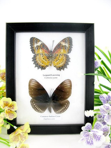 Vrais beaux papillons - 2,