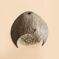 Coquilles noix coco hut - coco,