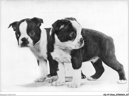 Ailp7 0671 chien deux - ailp7-0671,