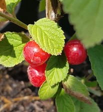 Prunus tomentosa / Ragouminier