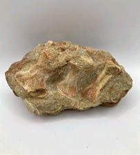 Fossile de pagaie de mosasaure