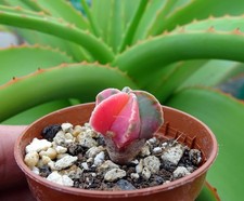 ASTROPHYTUM MYRIOSTIGMA