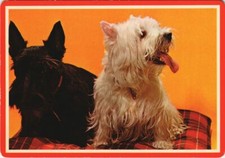 CPA AK Westie DOG (1178384)