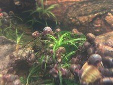 10 ESCARGOTS AQUATIQUES PLANORBES MARRONS