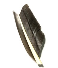 1 x plume CONDOR substitut  6