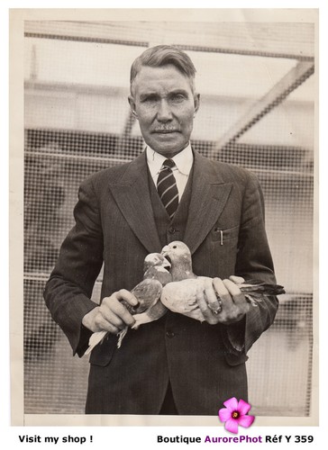 Thomas ross expert pigeons - ross,