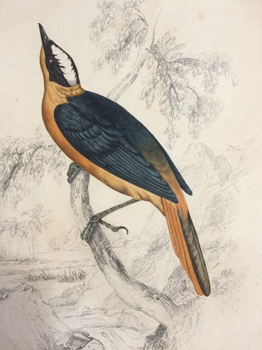 Dessin ornithologie circa 1837 - dessin,