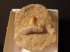 Dent Requin : Otodus Obliquus, Yprésien, Maroc 16mm HR.bte02