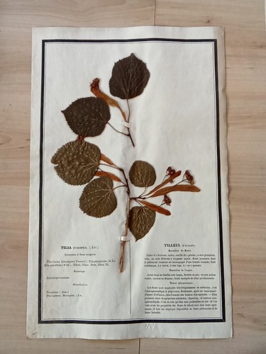 Ancien herbier botanique - ancien,
