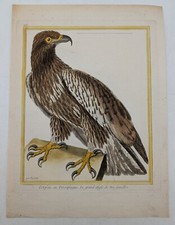 Gravure originale – rapace