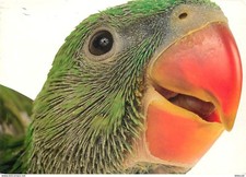 Carte Postale - Animaux -