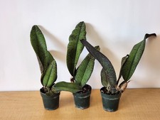 Psychopsis  Mendenhall