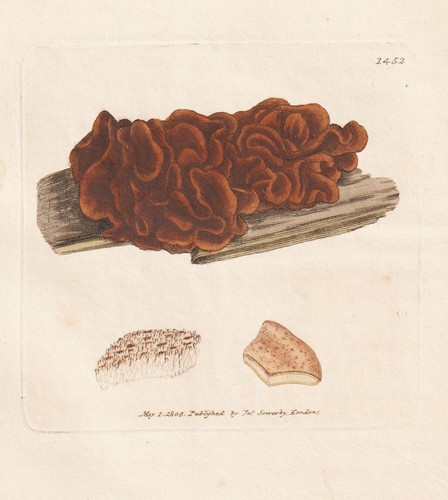 Tremella ferruginea