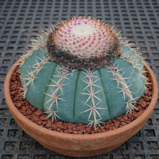 Melocactus polyacanthus SEEDS